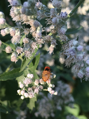 Copestylum sexmaculatum