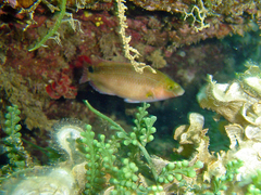 Symphodus mediterraneus