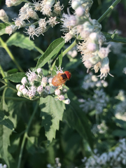 Copestylum sexmaculatum