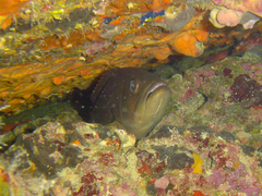 Brown Grouper