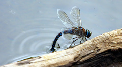 Aeshna interrupta