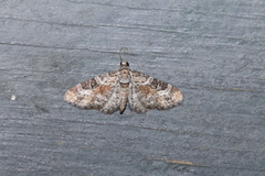 Eupithecia anticaria
