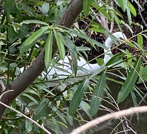 iNaturalist observation photo of Great Egret