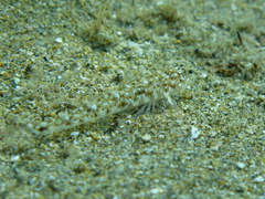 Pomatoschistus marmoratus