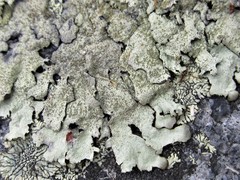 Xanthoparmelia plittii