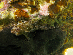 Lipophrys trigloides