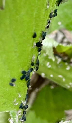iNaturalist observation photo of Aphis