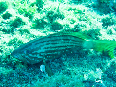 Epinephelus costae