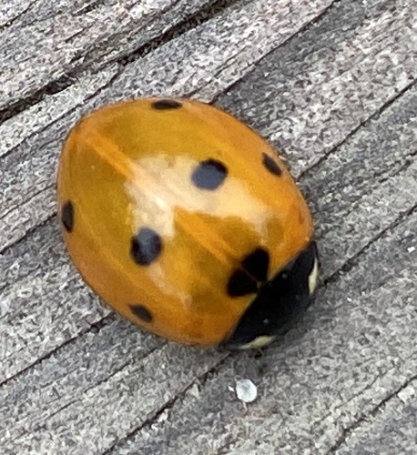iNaturalist observation photo of Seven-spotted Lady Beetle