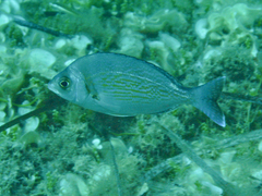Spondyliosoma cantharus