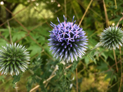Echinops bannaticus