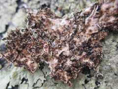 Xanthoparmelia plittii