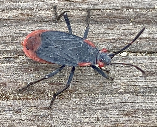 iNaturalist observation photo of Red-shouldered Bug