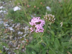 Achillea roseo-alba