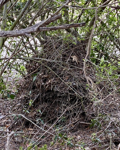 iNaturalist observation photo of Woodrats