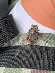 Cicada