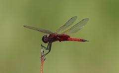 Tramea insularis