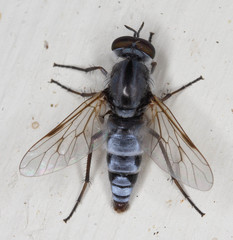 Ozodiceromyia notata