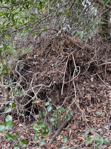 iNaturalist observation photo of Woodrats