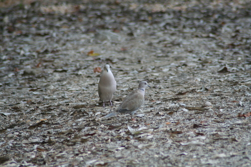 Tórtola rosigrís (Streptopelia roseogrisea)