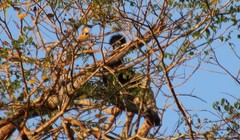 Cephalopterus ornatus