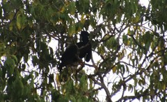 Cephalopterus ornatus