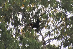 Cephalopterus ornatus