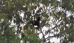 Cephalopterus ornatus