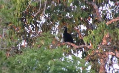 Cephalopterus ornatus