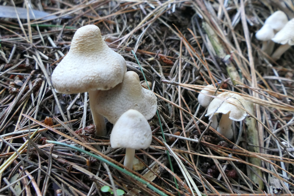 Inocybe sindonia · April 2025 · photo: © derek_onley (iNaturalist, cc-by-nc)