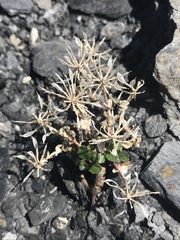 Noccaea rotundifolia