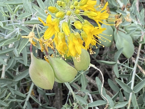 iNaturalist observation photo of Bladderpod