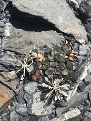 Noccaea rotundifolia