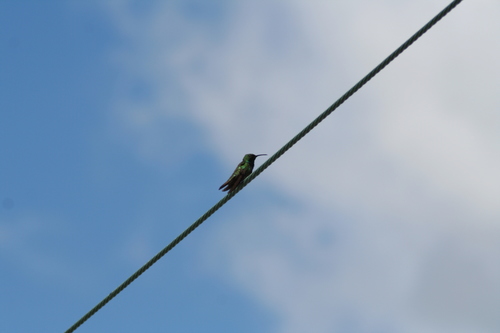 Anthracothorax aurulentus