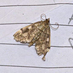 Anania coronata