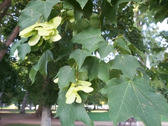 Acer cappadocicum
