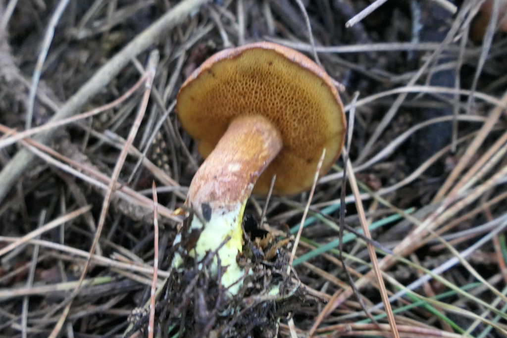 Chalciporus piperatus · April 2025 · photo: © derek_onley (iNaturalist, cc-by-nc)