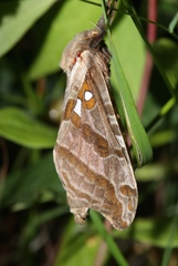Sthenopis argenteomaculatus