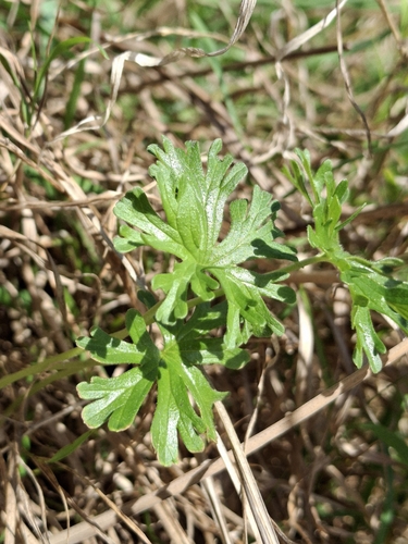 Image of Geranium retrorsum by (c) Andy McKay, some rights reserved (CC BY)