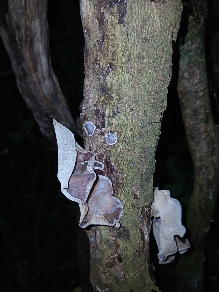 Auricularia cornea · April 2025 · photo: © naturewatchwidow (iNaturalist, cc-by)