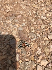 Apantesis nevadensis