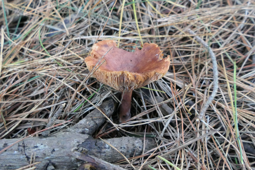 Lactarius rufus · April 2025 · photo: © derek_onley (iNaturalist, cc-by-nc)