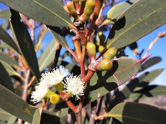 Eucalyptus obstans