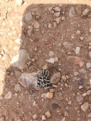 Apantesis nevadensis