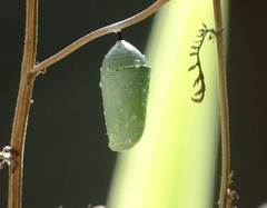 Danaus gilippus