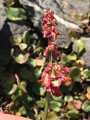 Rumex nivalis