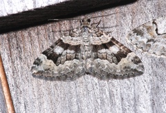 Xanthorhoe abrasaria