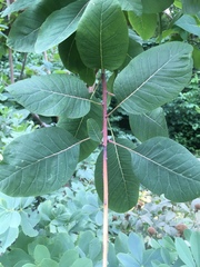 Cotinus coggygria