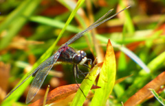 Leucorrhinia glacialis