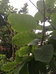 Cotinus coggygria